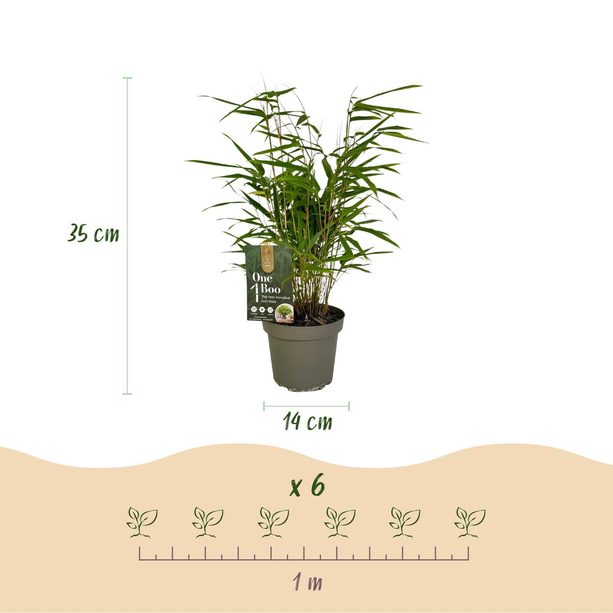 GreenboutiQ - Bambus - Fargesia rufa - Grün - 2 Pflanzen - Immergrün - Wuchernd- Topf 14cm Höhe 35cm 