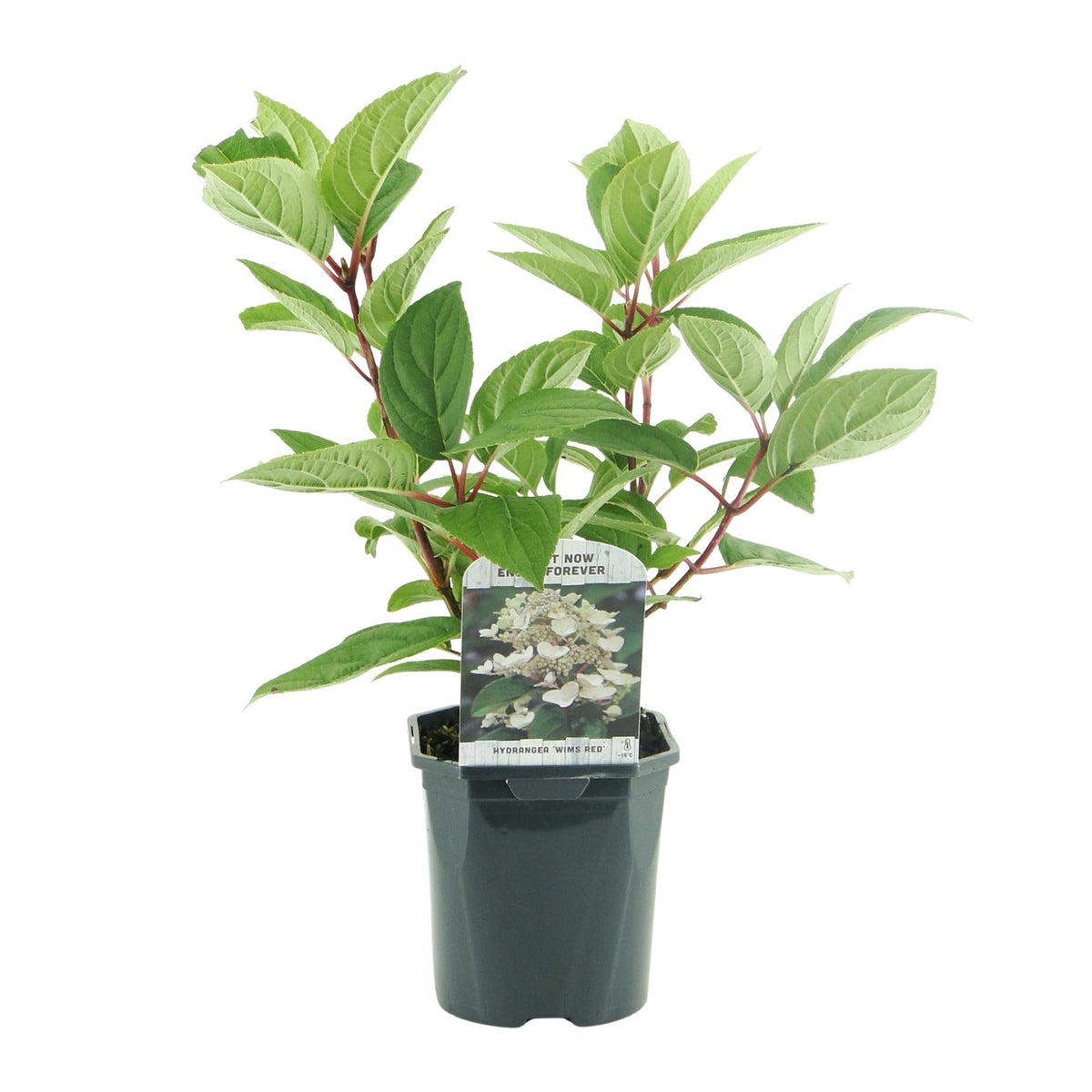 Rispenhortensie – Hydrangea panniculata Wims Red – Blüte Weiß-Rot – Laubabwerfend – Große Blüten – 17cm – Höhe ca. 50cm 