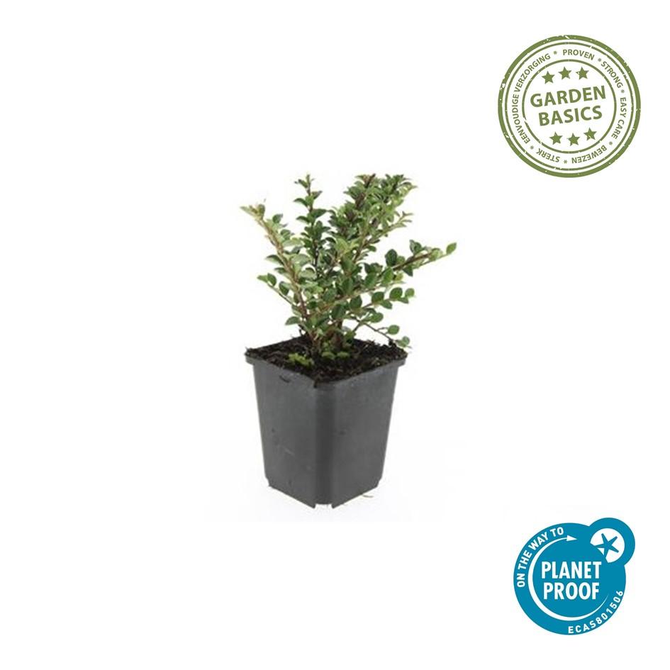 Cotoneaster horizontalis – 24 Pflanzen – ↕10-25 cm – Ø9 cm – Winterharter Zierstrauch – Rote Beeren – Pflegeleicht & Vogelfreundlich 