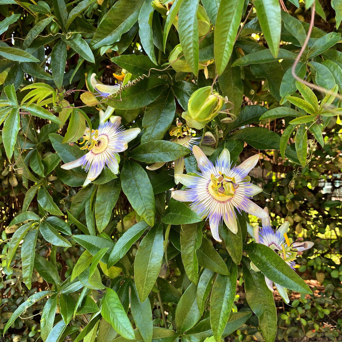 Passionsblume - Passiflora caerulea - Blüte Blau mit Grün Weiß - Wenig Pflege - 2 Pflanzen - Topf 11cm Höhe 40cm 