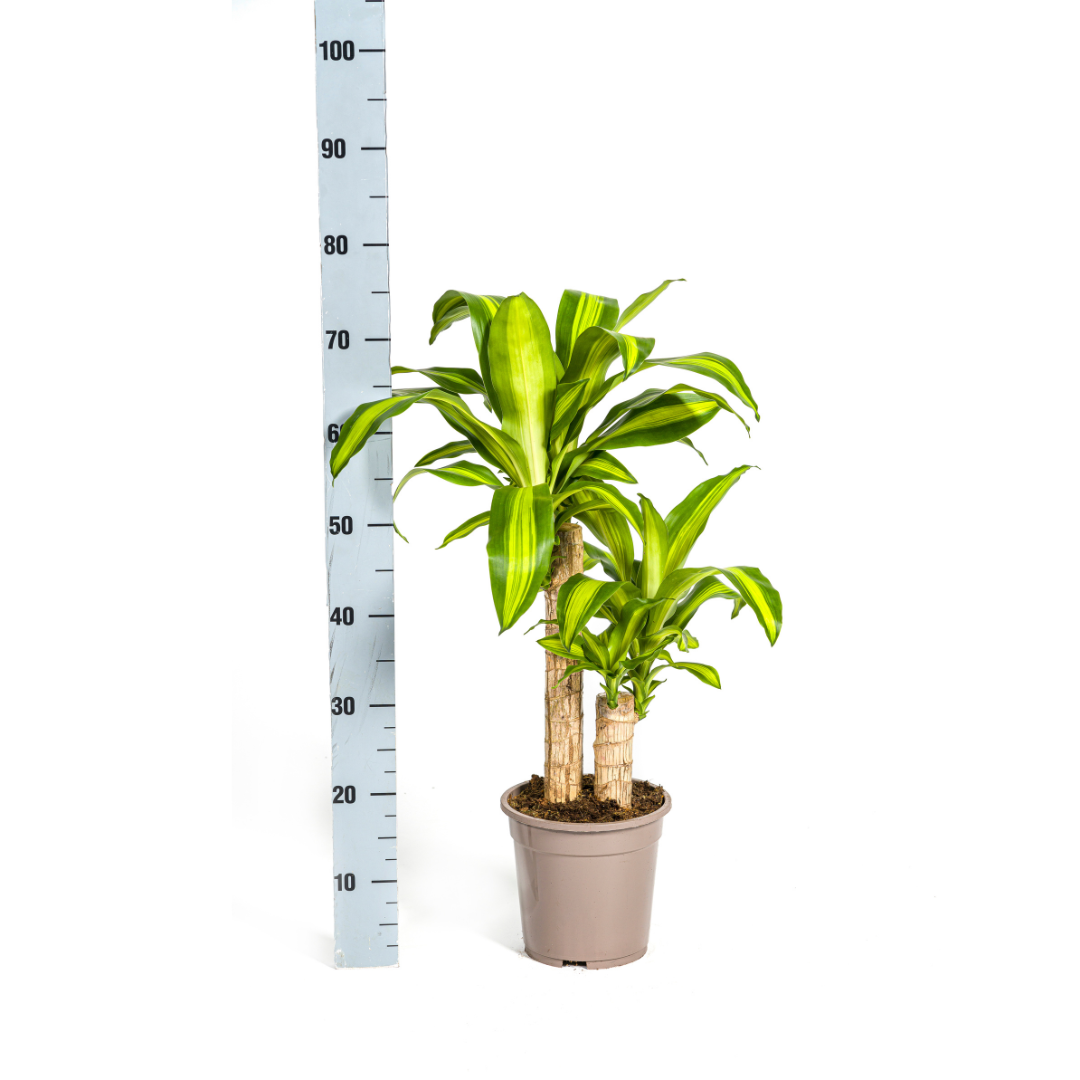Drachenbaum Dracaena Fragrans Massangeana – Zimmerpflanze – Ø19cm – ↕70-90cm – tropisches Blattwerk – pflegeleicht & robust 