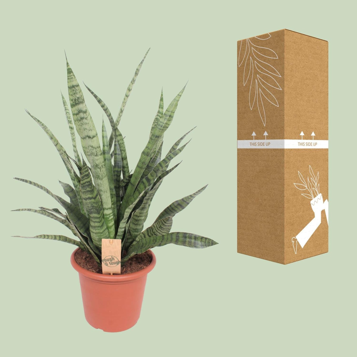 Sansevieria Diamond Green - Ø25cm - ↕80cm 
