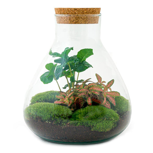 Flaschengarten Sammie Coffea – DIY Bausatz Terrarium – ↕26cm – Do-It-Yourself Pflanzen-Set mit Korkdeckel – Autarkes Mini-Ökosystem – Inkl. Coffea Arabica, Fittonia & Moos – Für Zuhause & Büro 
