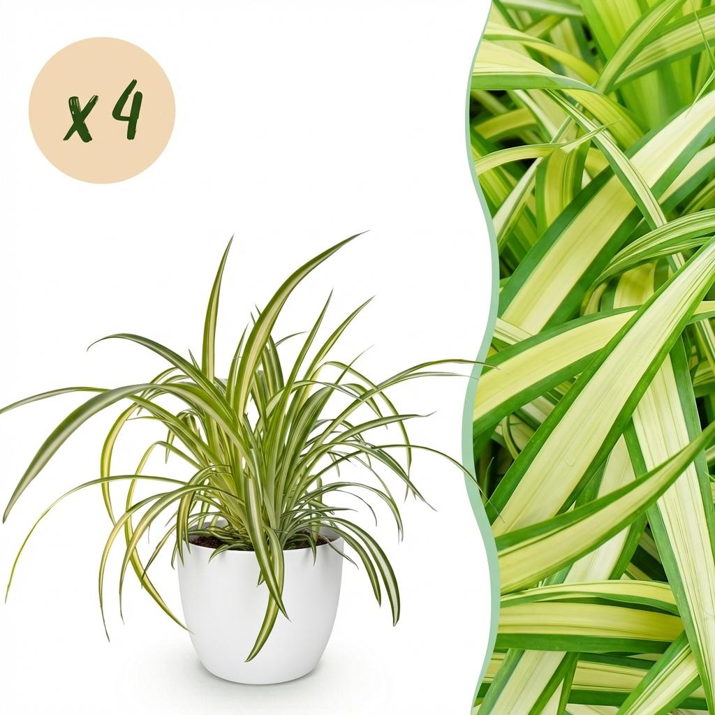 Green boutiQ - Zimmerpflanze - Chlorophytum comosum Variegatum - Bunte Graslilie - Haustierfreundliche Pflanze - Grün - 4 Pflanzen - mit Potter Weiß - Topf 12cm - Höhe 20cm 