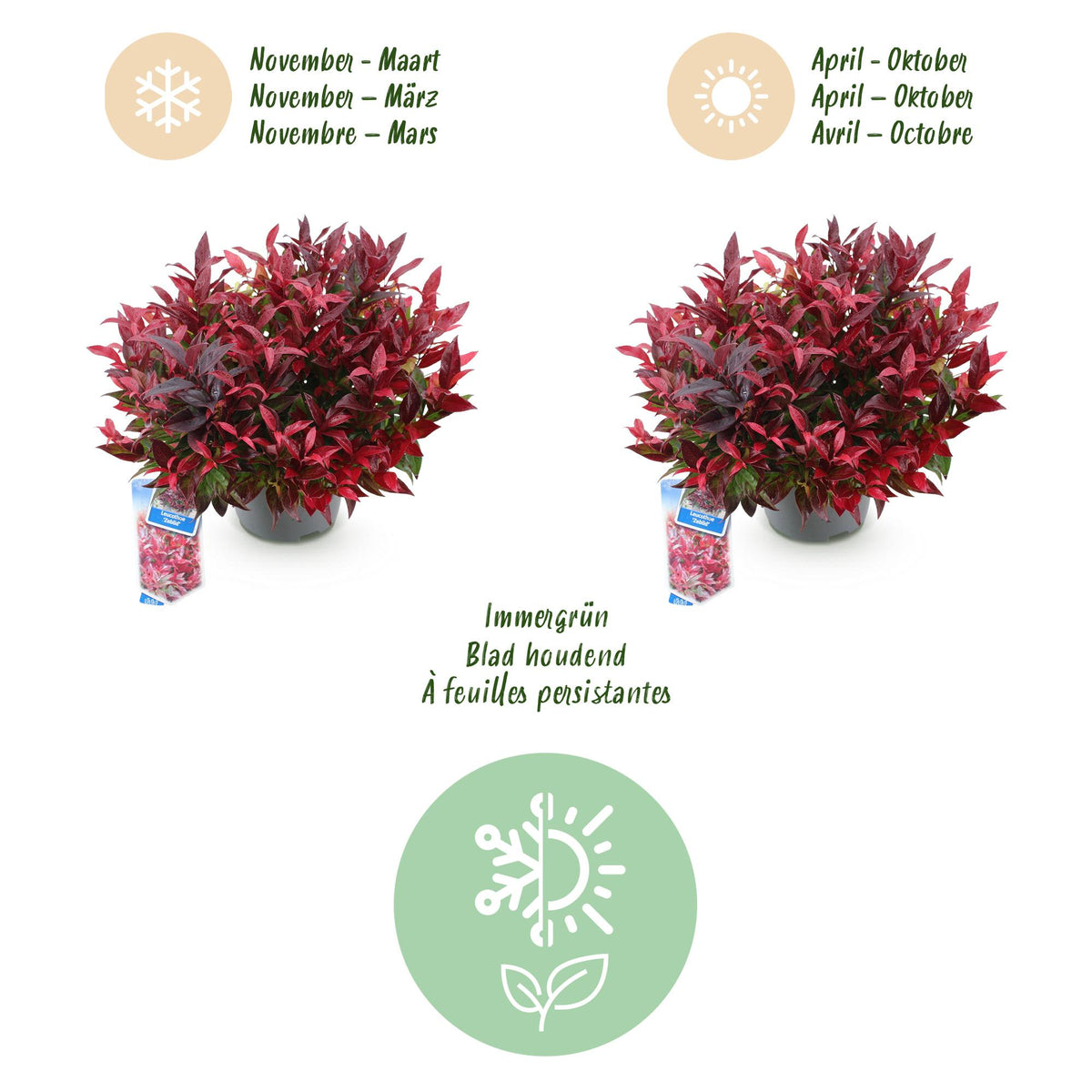 GreenboutiQ - Gartenpflanze - Leucothoe Zeblid - Rot - 1 Pflanze - Immergrün - Wenig Pflege - Topf 17cm Höhe 45cm 