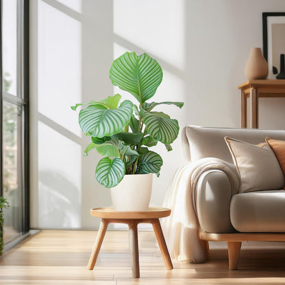Korbmarante Calathea Orbifolia – Zimmerpflanze 65cm – Ø21cm – Luftreinigend – Inklusive biologisch abbaubarem Viber-Topf Weiß – Exotische Zimmerpflanze mit mintgrünen Blättern 