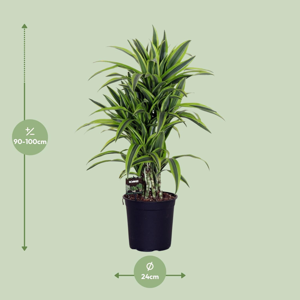 Dracaena Fragr. Lemon Lime - Ø24cm - ↕100cm 