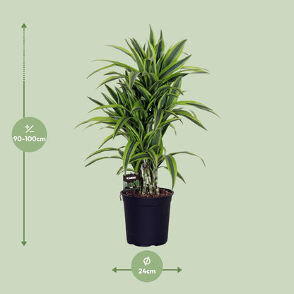 Dracaena Fragr. Lemon Lime - Ø24cm - ↕100cm 