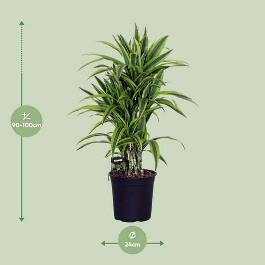 Dracaena Fragr. Lemon Lime - Ø24cm - ↕100cm 