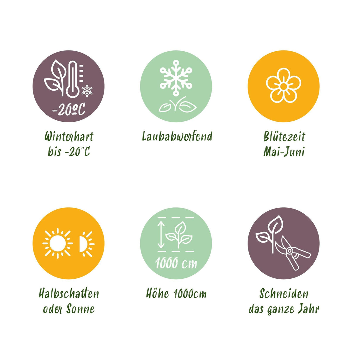 Selbstklimmender Mauerwein Parthenocissus Engelmannii – Kletterpflanze mit grünen & roten Blättern – 2 Pflanzen – 11 cm x H40 cm – Pflegeleicht 