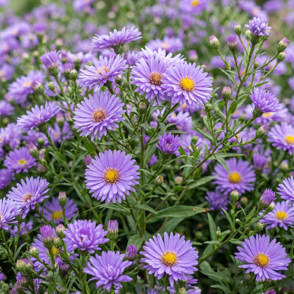 Strandaster – Aster dumosus 'Mediterranean' – Topf Ø11cm – Bienenfreundliche Staude für Garten & Balkon – Ansicht 5