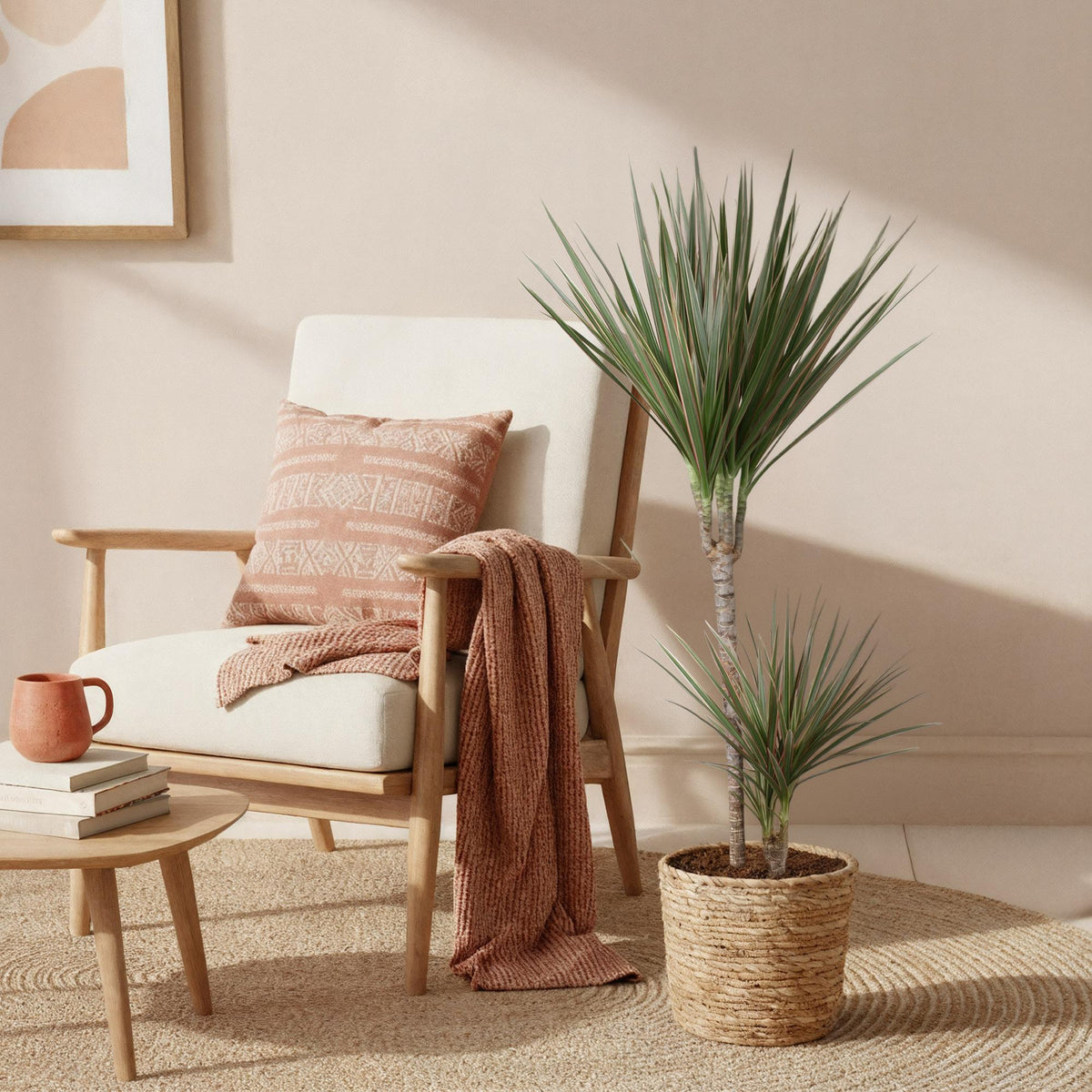 Green boutiQ - Zimmerpflanzen - Dracaena Marginata Bicolor - Drachenbaum - Wenig Pflege - Grün - braun - 1 Pflanze - Topf 21cm - Höhe 90-100cm 