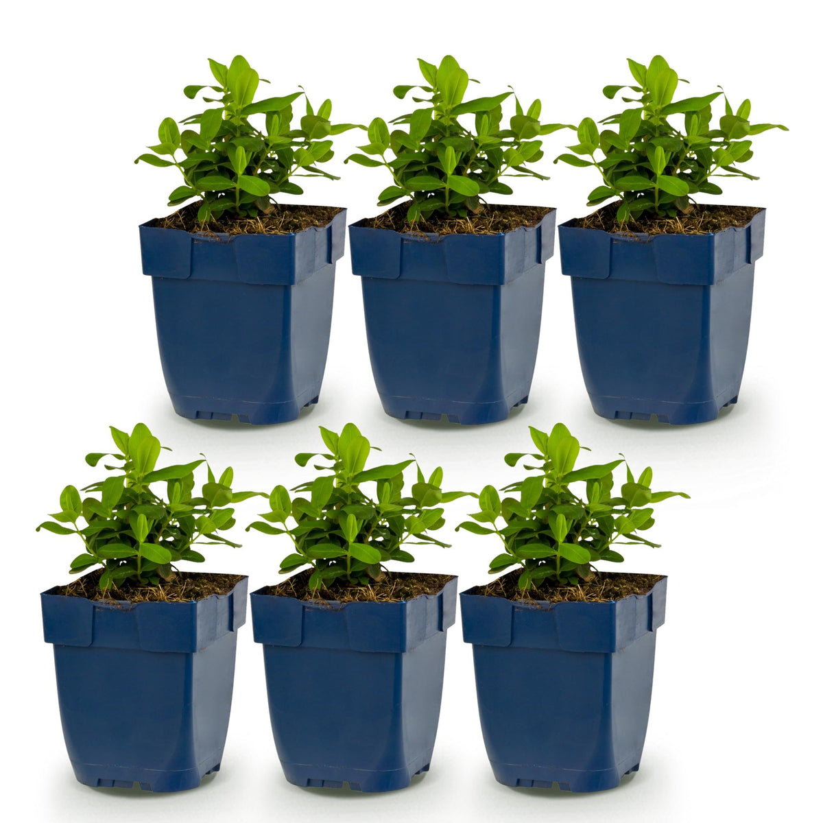 Johanniskraut – Hypericum calycinum – 6 Pflanzen – Topf Ø11cm – Bienenfreundliche Staude für Garten & Balkon – Ansicht 2