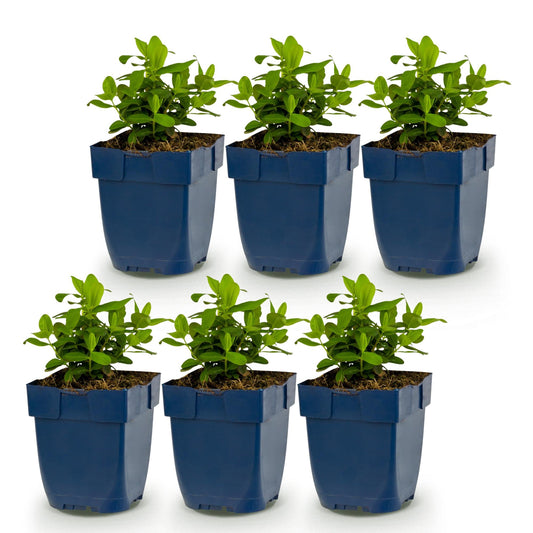 Johanniskraut – Hypericum calycinum – 6 Pflanzen – Topf Ø11cm – Bienenfreundliche Staude für Garten & Balkon – Ansicht 2