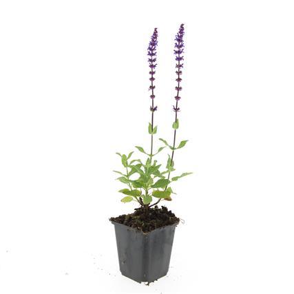 Blüten Salbei Salvia nemorosa Caradonna – ↕10-25cm – Ø9cm – Tiefviolett – Bienenfreundlich – Pflegeleicht – Ansicht 16