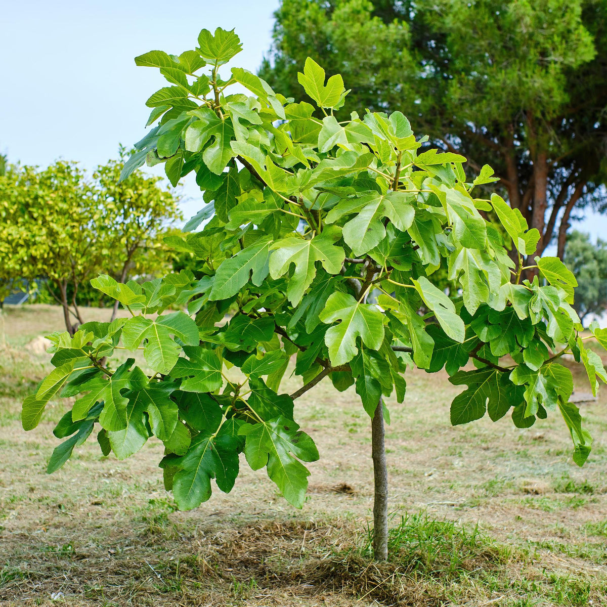 Feigenbaum Ficus carica 'Brown Turkey' – Stamm-Pflanze – Höhe ca. 90 cm – Ø19 cm – Obstpflanze für Terrasse & Garten – Essbare Früchte – Pflegeleicht & robust 