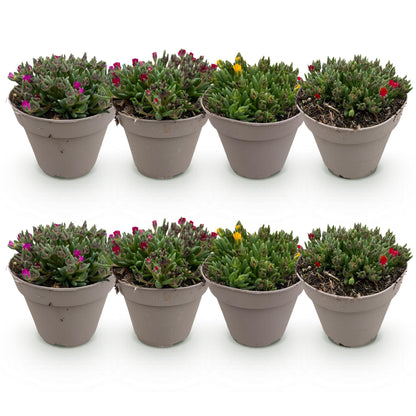 Delosperma Mix – 4 winterharte Bodendeckerpflanzen – Farben Rot, Gelb, Lila & Rosa – Pflegeleichte Blühpflanzen 14cm – 17cm H