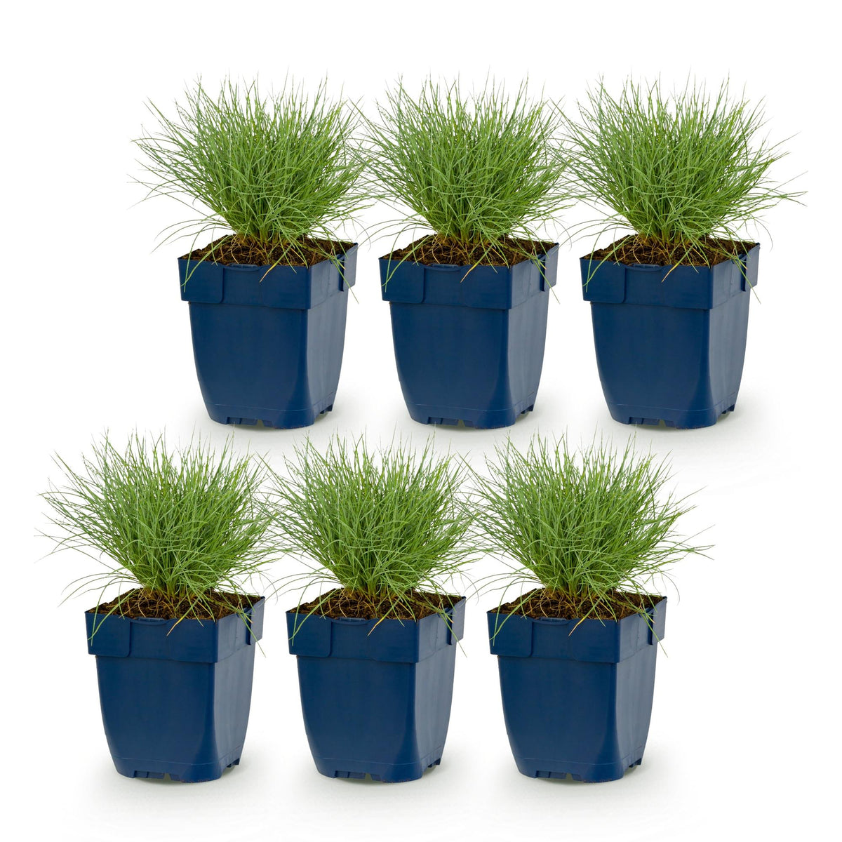 Blauschwingel – Festuca glauca – 6 Pflanzen – Topf Ø11cm – Bienenfreundliche Staude für Garten & Balkon – Ansicht 2