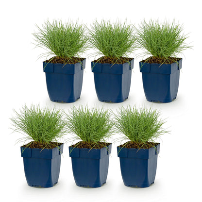 Blauschwingel – Festuca glauca – 6 Pflanzen – Topf Ø11cm – Bienenfreundliche Staude für Garten & Balkon – Ansicht 2