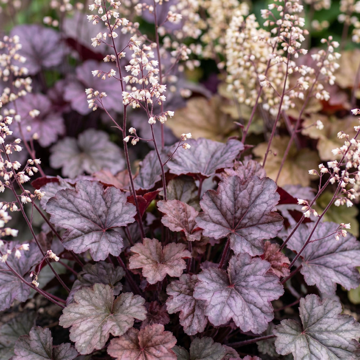 Purpurglöckchen 'Palace Purple' – Heuchera micrantha 'Palace Purple' – 6 Pflanzen – Topf Ø11cm – Ansicht 5