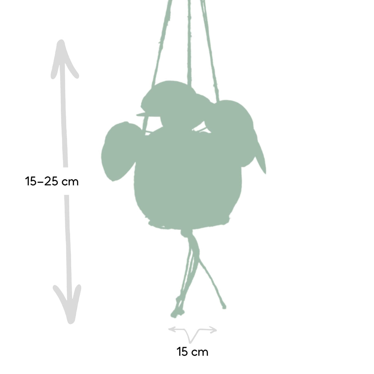 Kokodama Pilea Peperomiodes - Ø15cm - ↕20cm 
