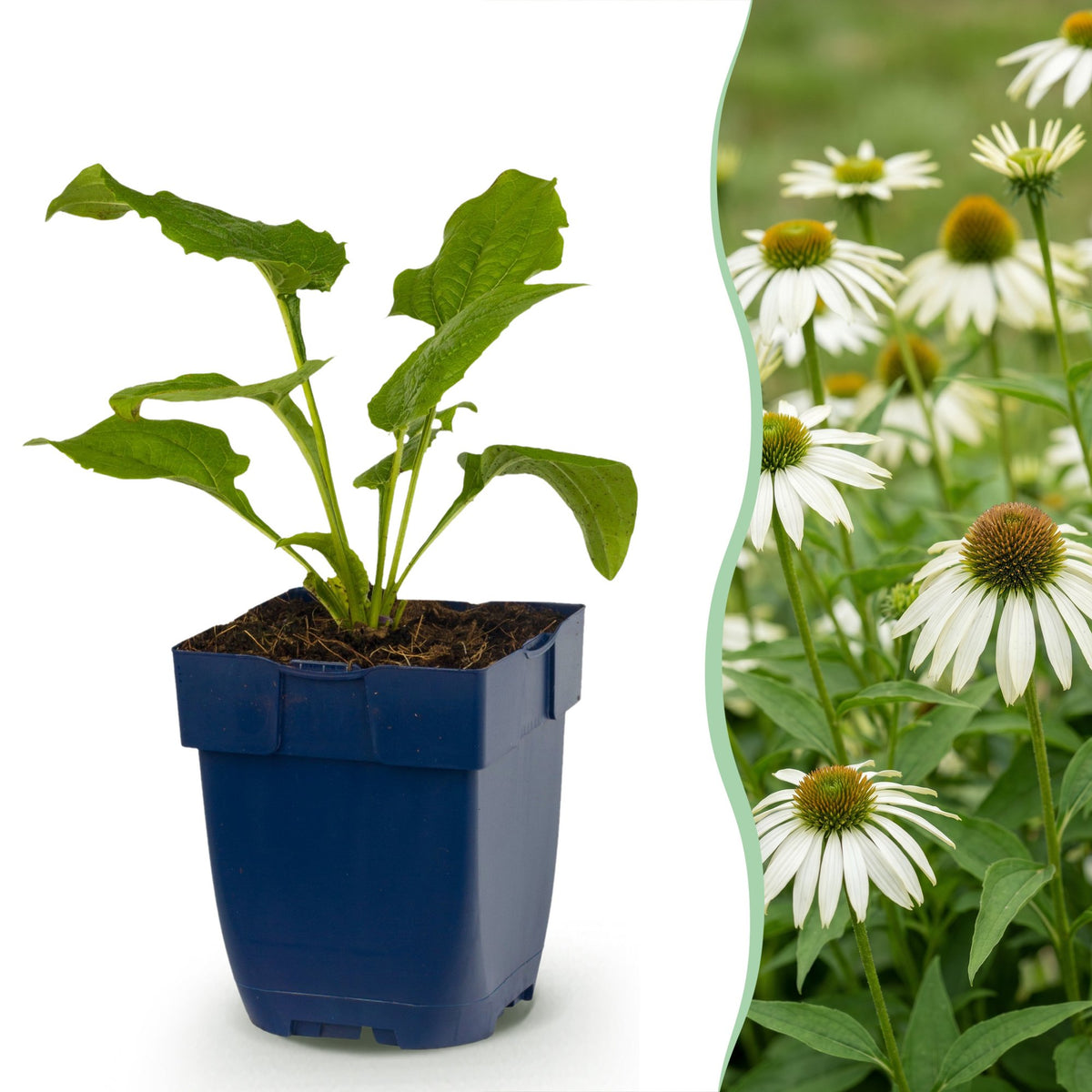 Sonnenhut 'Alba' (weiß) – Echinacea purpurea 'Alba' – Topf Ø11cm