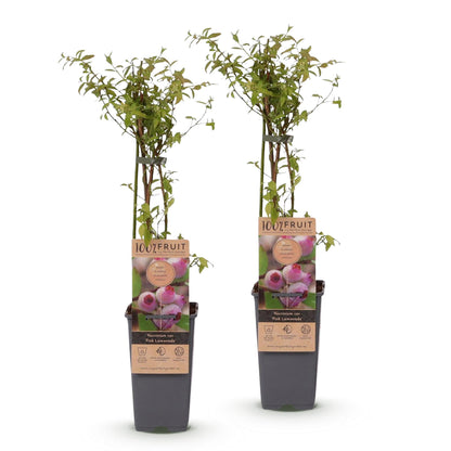 Green boutiQ - Fruit plant - Vaccinium cor. Pink Lemonade - Pink Blueberry - Winter-hardy - Pink Berry - 2 Plants - Pot 15cm - Height 50cm 