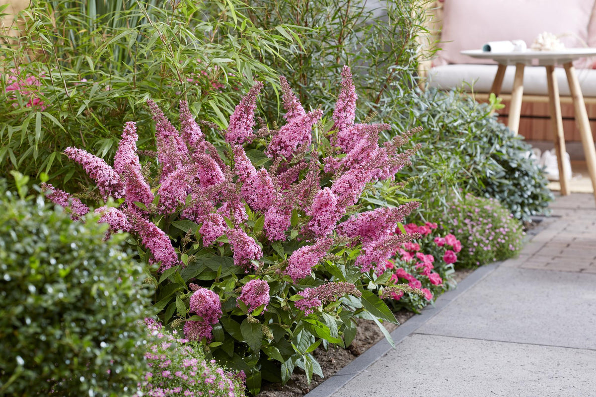 Green boutiQ - Gartenpflanze - Buddleja davidii Butterfly Candy Little Pink - Schmetterlingsstrauch - Kompakt - Rosa - 1 Pflanze - Topf 12cm - Höhe 20-25cm 