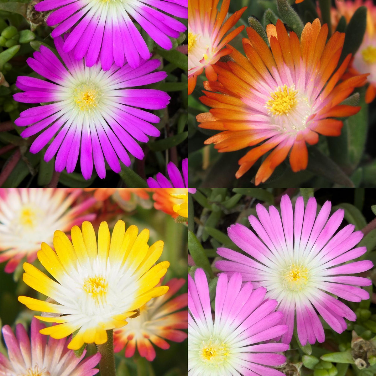 Bodendecker Delosperma Jewel of Desert Mix winterhart 4 Pflanzen 14cm 17cm Farben Rot Orange Lila Rosa pflegeleicht trockenheitsresistent für Garten Balkon Terrasse 