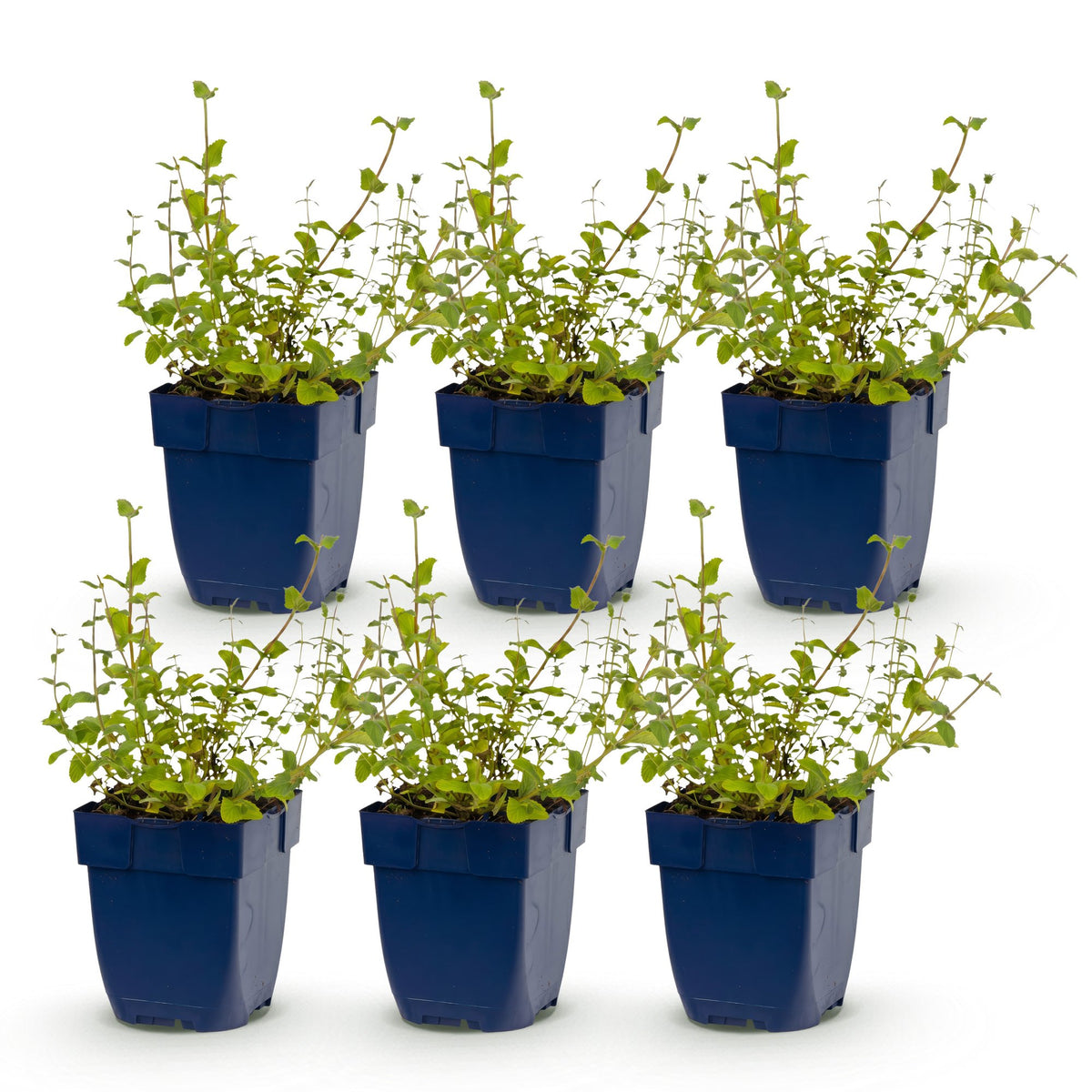 Katzenminze 'Grog' – Nepeta racemosa 'Grog' – Topf Ø11cm – Bienenfreundliche Staude für Garten & Balkon – Ansicht 2