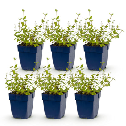 Katzenminze 'Grog' – Nepeta racemosa 'Grog' – Topf Ø11cm – Bienenfreundliche Staude für Garten & Balkon – Ansicht 2