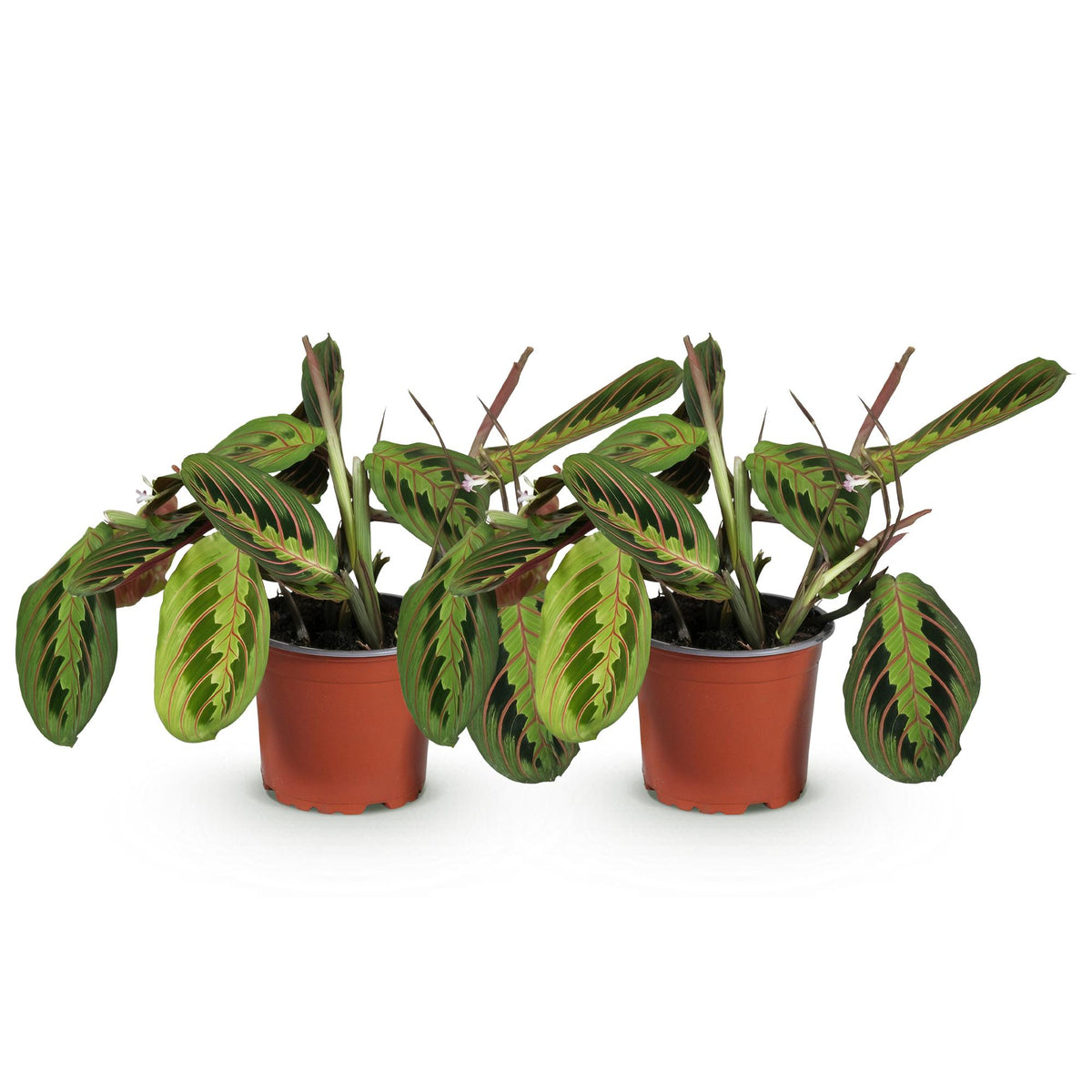 Green boutiQ - Zimmerpflanze - Maranta Fascinator Tricolour - Gebets Pflanze - Haustierfreundlich - Grün - 2 Pflanzen - Topf 12cm - Höhe 30-35cm 