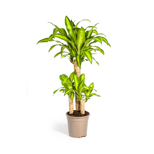 Drachenbaum – Dracaena Fragrans Massangeana – Zimmerpflanze – Tropisches Flair – Luftreinigend – Ø21cm – Höhe 90–110cm – Pflegeleicht 