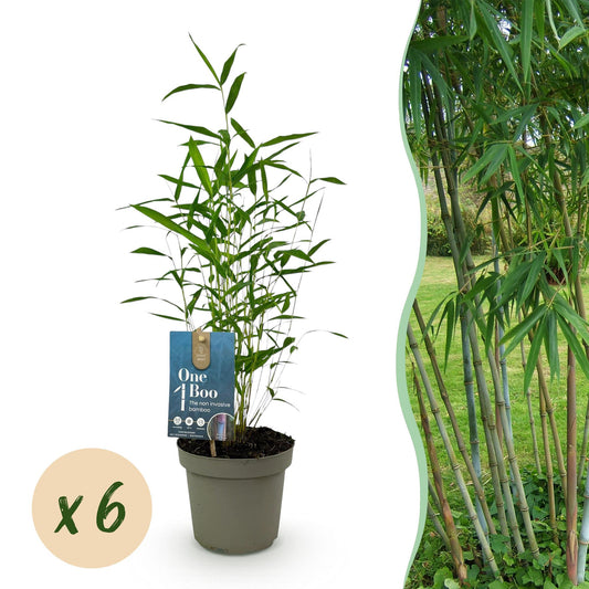 Green boutiQ - Bambus - Fargesia Blue Dragon - Immergrün - Nicht Ausbreitend - Grün - 6 Pflanzen - Topf 14cm - Höhe 35cm 