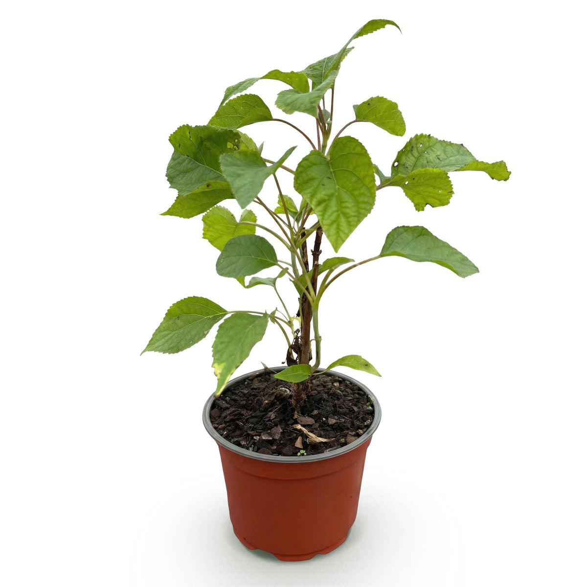 Green boutiQ - Gartenpflanze - Hydrangea arborescens Annabelle - Hortensie - Winterhart - Weiß - 1 Pflanze - Topf 12cm - Höhe 20-30cm 