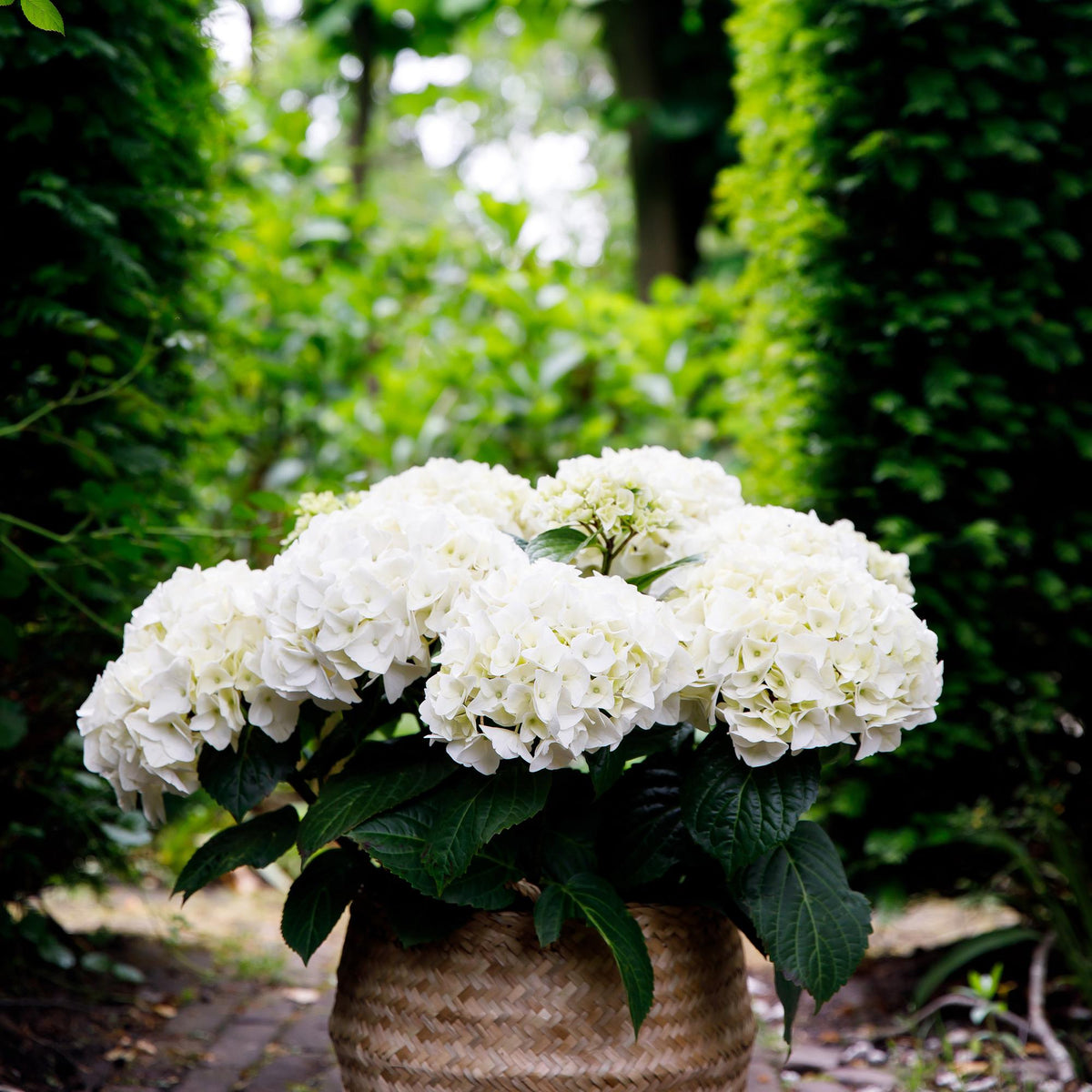 Hortensie Hydrangea macrophylla Forever & Ever Weiß – Balkonpflanze – 7-12 Blüten – Topf 23 cm – Höhe 55 cm – Pflegeleicht – Für Beet, Terrasse & Balkon 