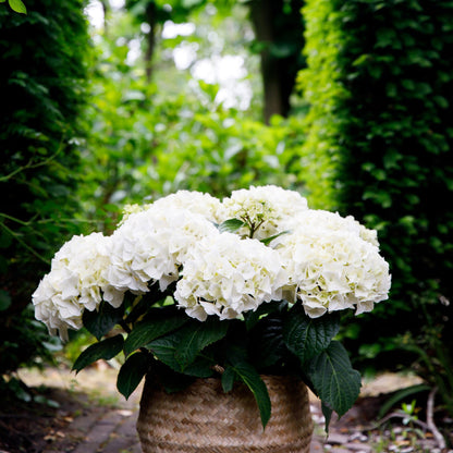 Hortensie Hydrangea macrophylla Forever & Ever Weiß – Balkonpflanze – 7-12 Blüten – Topf 23 cm – Höhe 55 cm – Pflegeleicht – Für Beet, Terrasse & Balkon 