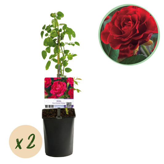 Kletterrose - Rosa Paul Scarlet Climber - Blüte Rot - Wenig Pflege - 2 Pflanzen - Topf 11cm Höhe 40cm 
