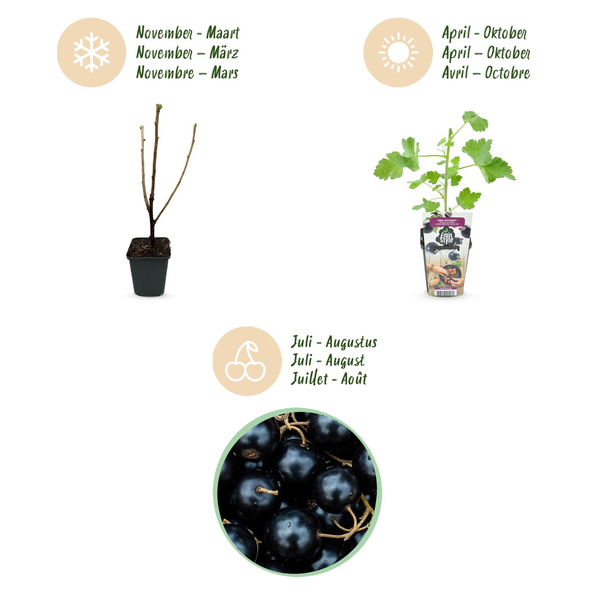 Jostabeere Ribes Josta winterhart 3 Pflanzen Ø9cm Höhe 30cm – Kreuzung aus Johannisbeere & Stachelbeere – Aromatische Beeren für Garten & Balkon 