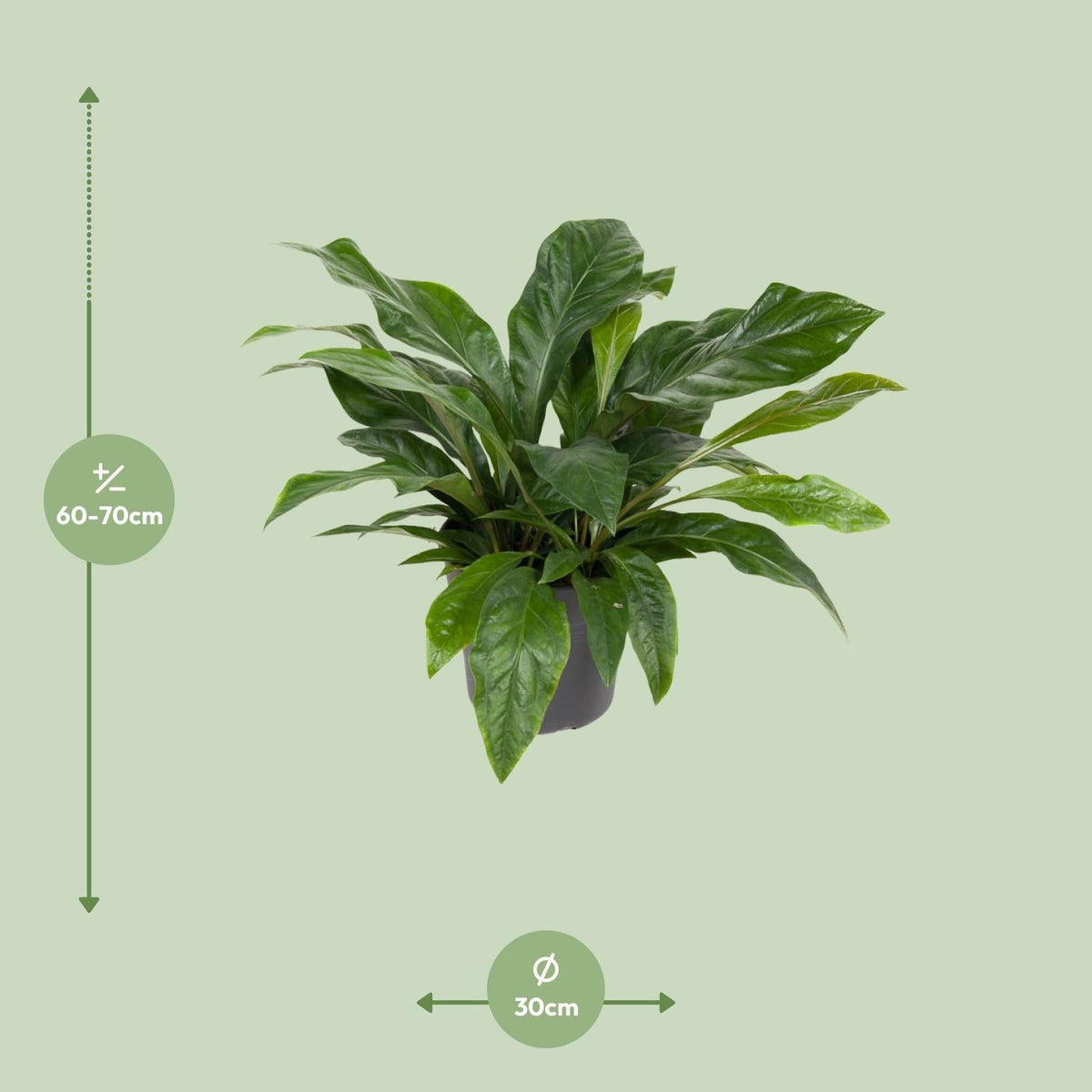 Flamingoblume – Anthurium Jungle Bush – Zimmerpflanze – Ø30 cm – ↕70 cm – Pflegeleicht – Leuchtendes Laub – Tropisches Flair 