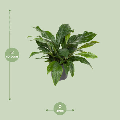 Flamingoblume – Anthurium Jungle Bush – Zimmerpflanze – Ø30 cm – ↕70 cm – Pflegeleicht – Leuchtendes Laub – Tropisches Flair 