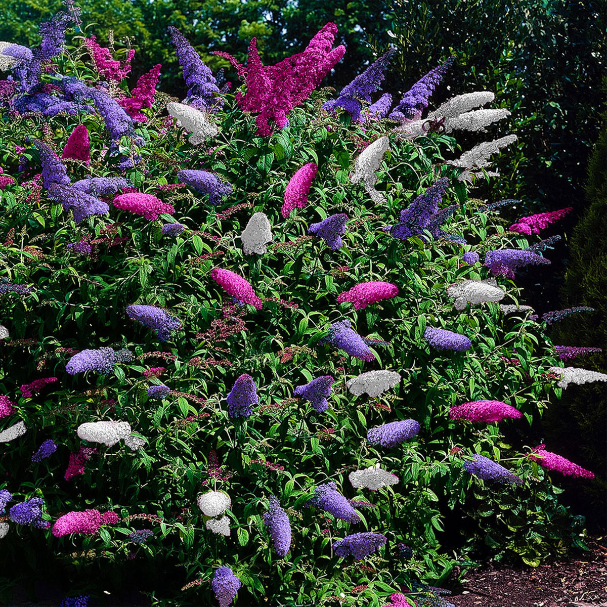 Schmetterlingsstrauch Buddleja davidii Tricolour – Blüten Rosa, Weiß & Lila – Bienen- & Schmetterlingsfreundlich – 17 cm x H30 cm – pflegeleicht 
