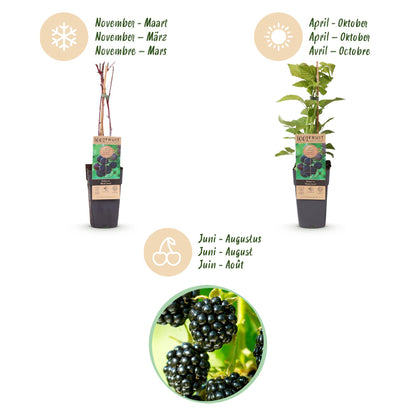 Green boutiQ - Fruit Plant - Rubus occ. Black Jewel - Blackberry Plant - Hardy - Black Raspberry - 2 Plants - Pot 15cm - Height 50cm 