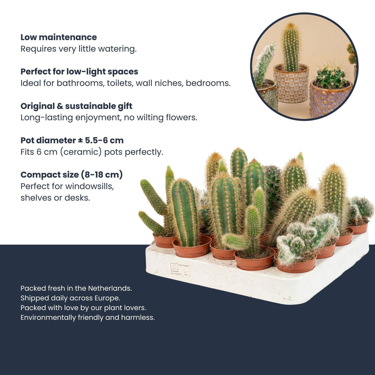 Kakteen-Set (12er Pack) 