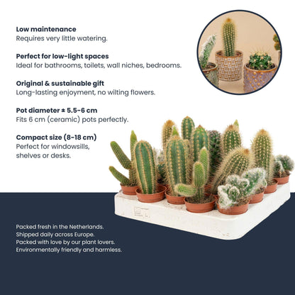 Kakteen-Set (12er Pack) 