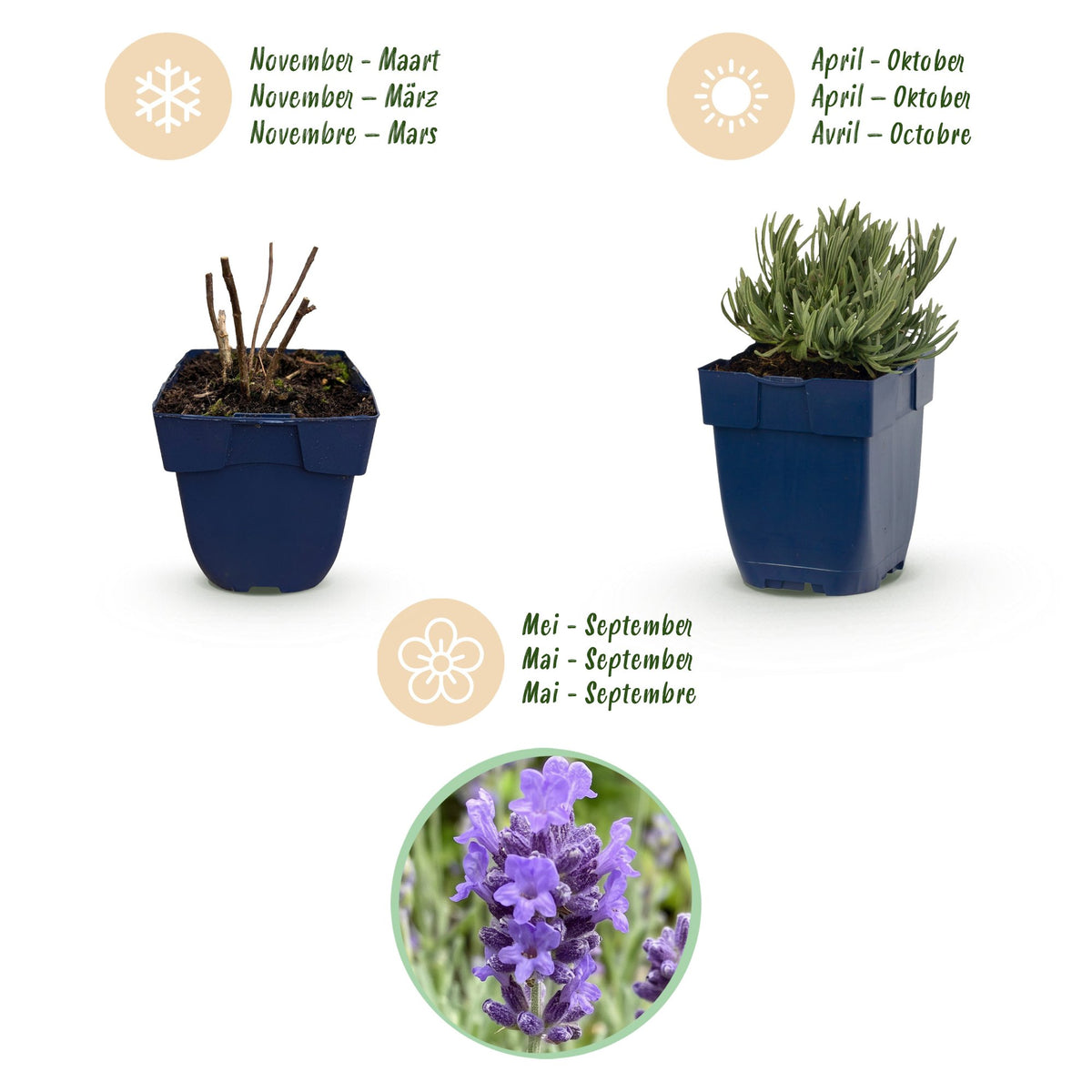 Lavendel 'Dwarf Blue' – Lavandula angustifolia 'Dwarf Blue' – Topf Ø11cm – Ansicht 4