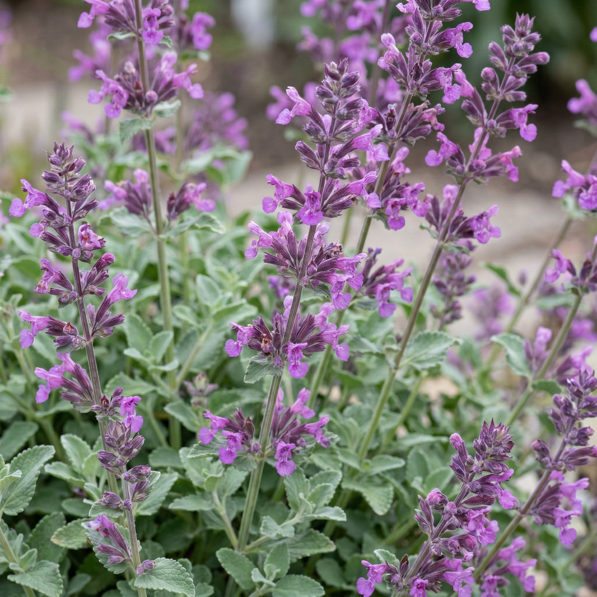 Katzenminze 'Grog' – Nepeta racemosa 'Grog' – Topf Ø11cm – Bienenfreundliche Staude für Garten & Balkon – Ansicht 5