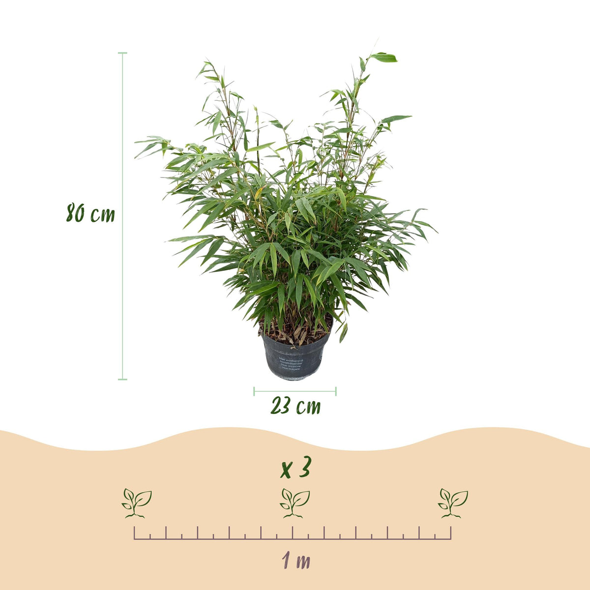 Green boutiQ - Gräser - Fargesia robusta Pingwu - Bambus - Nicht Wuchernd - Grün - 1 Pflanze - Topf 23 cm - Höhe 80 cm 