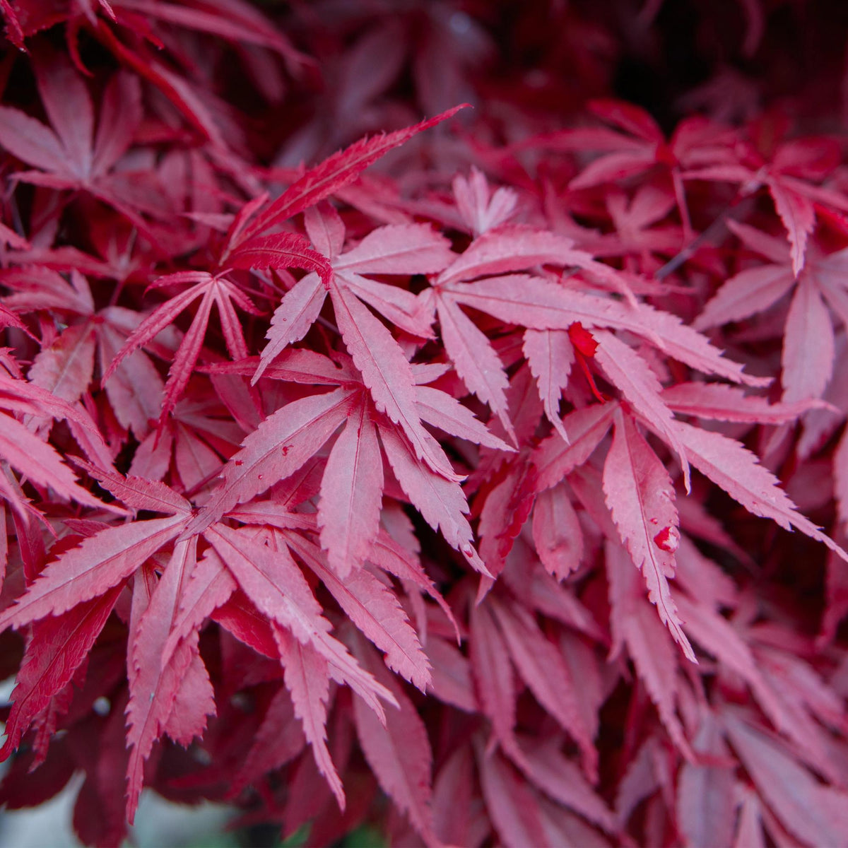 Green boutiQ - Gartenpflanze - Acer palmatum Skeeters Broom - Japanischer Ahorn - Laubabwerfend - Rot - 1 - Topf 26cm - Höhe 90cm 