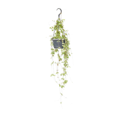 Leuchterblume – Ceropegia linearis 'Iris' – Zimmerpflanze – Ø14cm – ↕38cm – Hängende Sukkulente mit herzförmigen Blättern – Pflegeleicht & dekorativ 